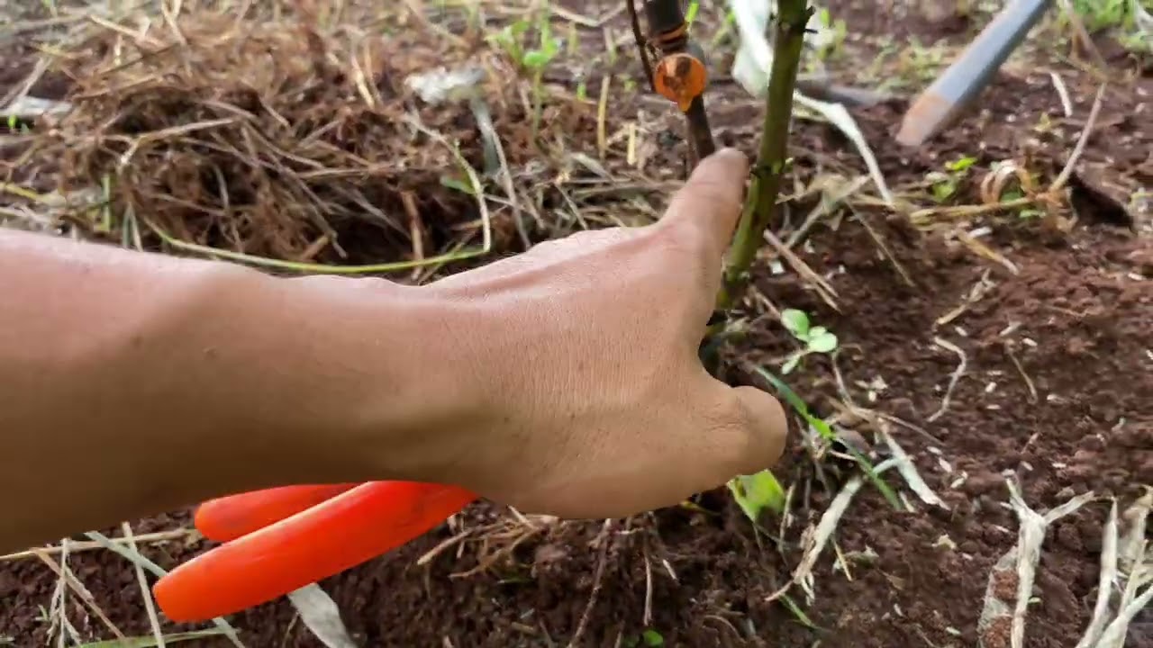 Kỹ thuật tạo hình, chia thân cà phê xanh lùn đa thân thả ngọn cực đơn giản