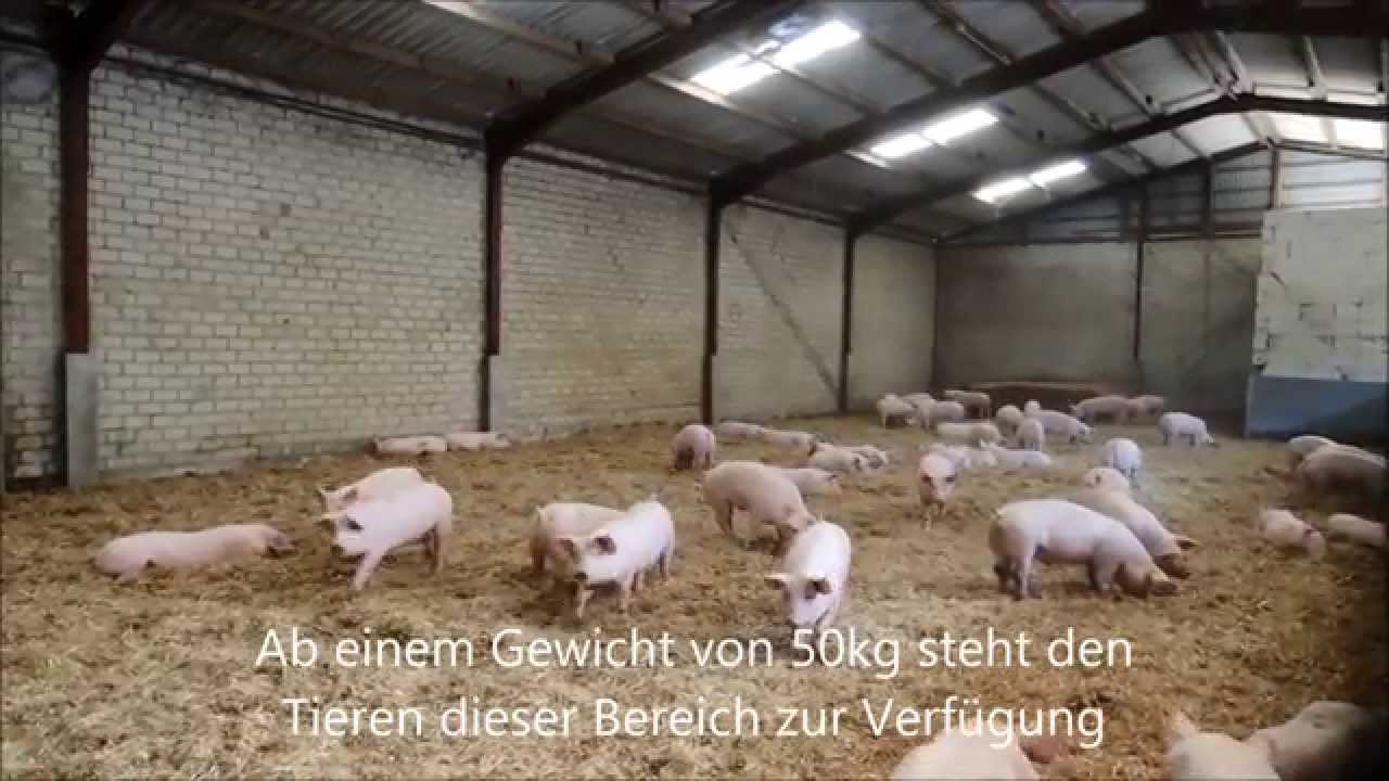 Aktivstall für Schweine