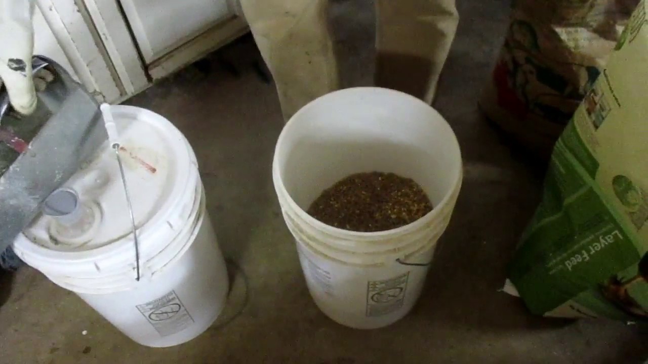 Natural Worming for Sheep and Chickens