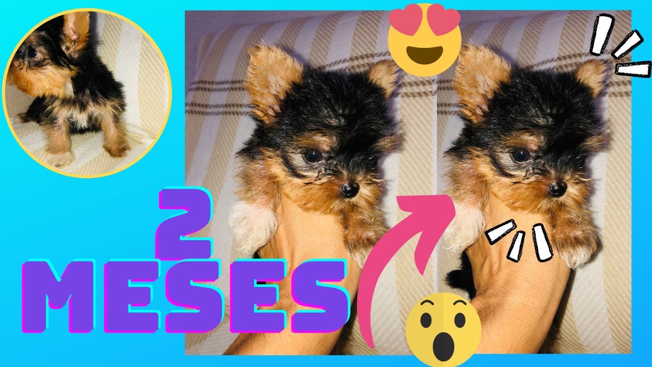 Yorkshire com 2 meses 🐶 @leyoliveira1663