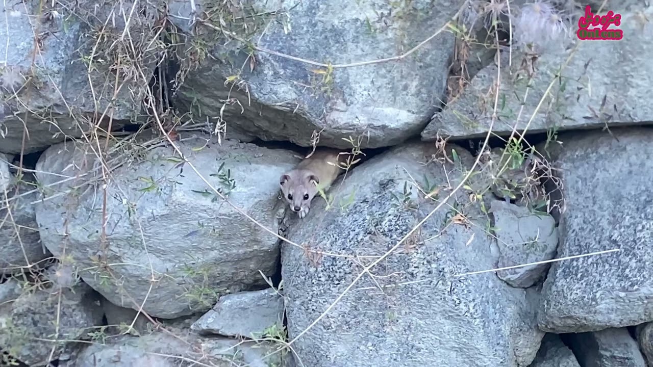 Weasel ( Mustela Altaica) Mountain Weasel A Harmless but Skilled Hunter for rats 