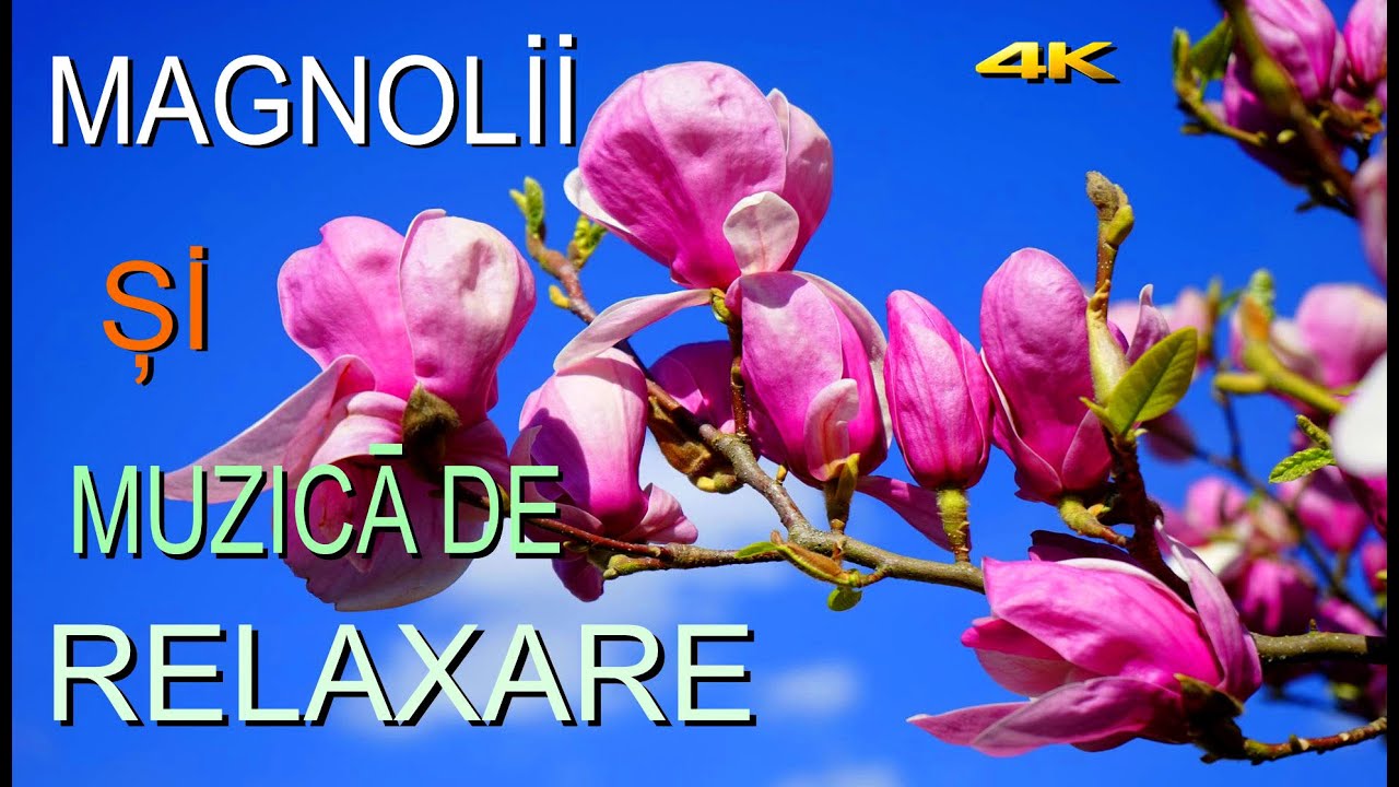 A inflorit magnolia !!! E primavara iar !!!