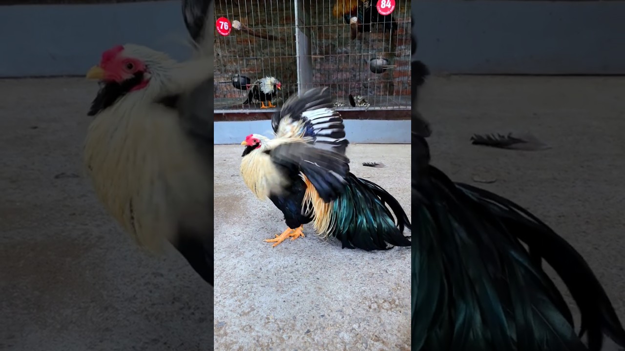 Gà tre Tân Châu - Mầu lông bá cháy cực kỳ hiếm