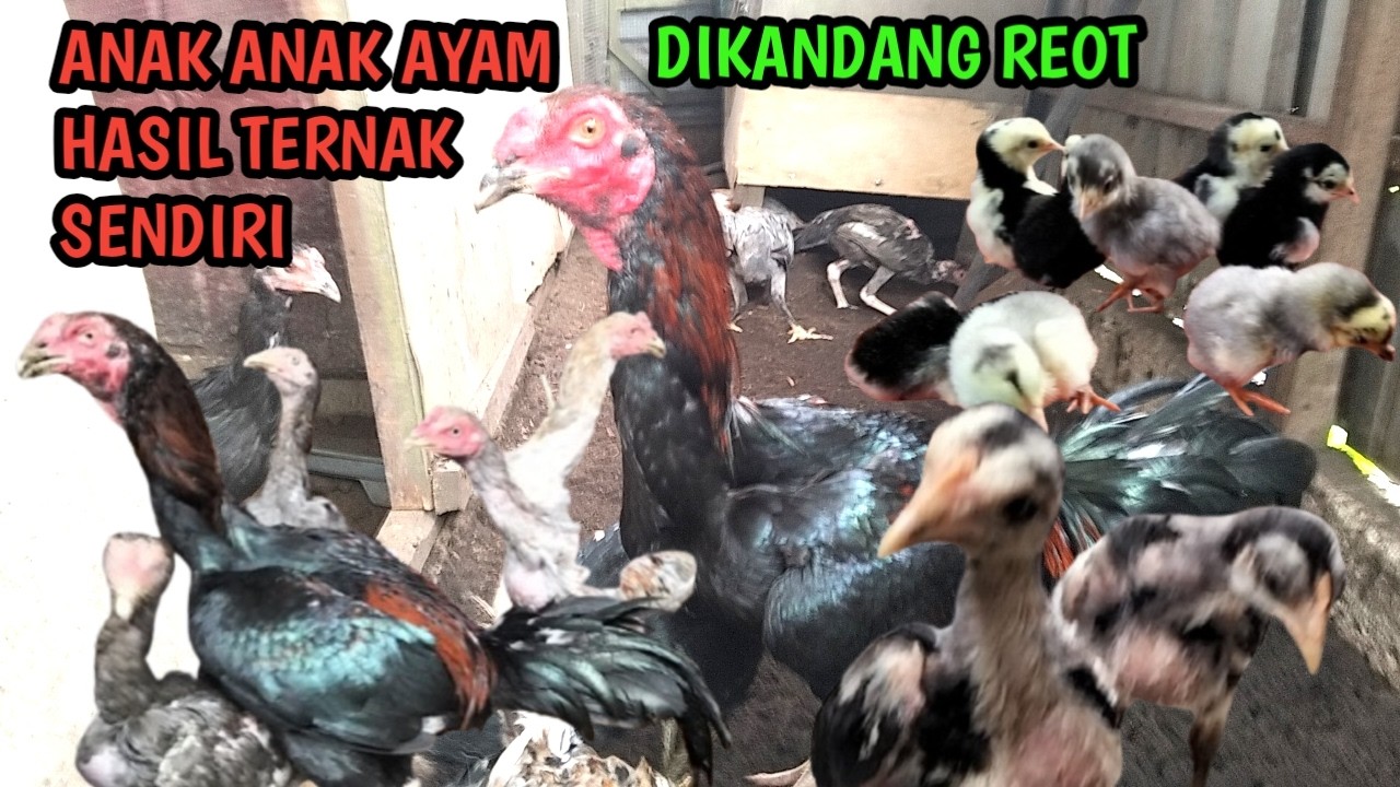 ANAK AYAM BANGKOK HASIL KANDANG REOT TERNAK SKALA KECIL