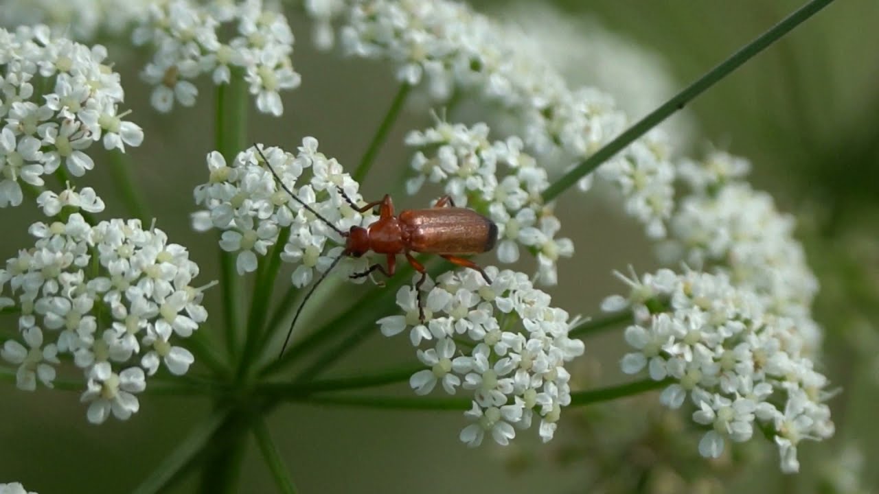 Take A Minute: Nature - The Soldier Beetle