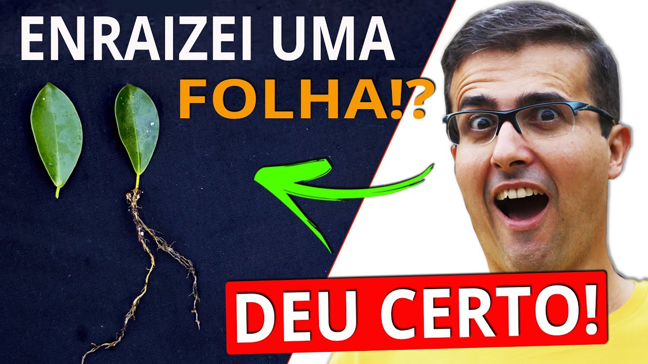COMO ENRAIZAR FOLHAS? SERÁ POSSÍVEL? ESTAQUIA DE FOLHAS!