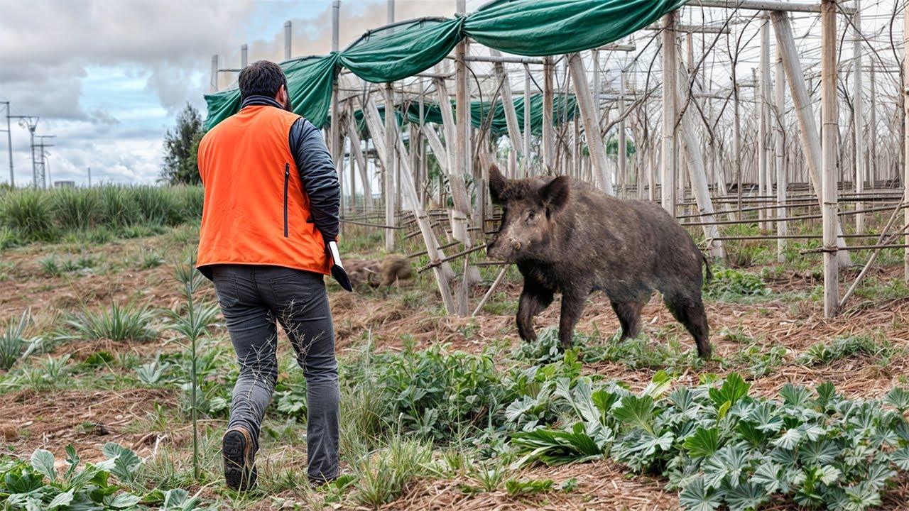 Chasse Sanglier au maroc | Wild Boar Hunting 2024-2025 (Partie 18) 🐗