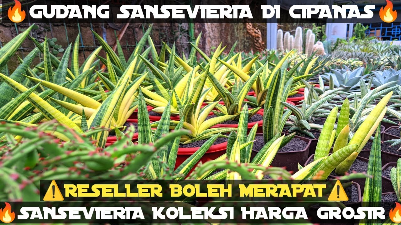 Gudang Sansevieria Di Cipanas🔥 Harga masuk Buat Reseller, Apa Lagi Buat Kolektor‼️Murce Kebangetan⚠️
