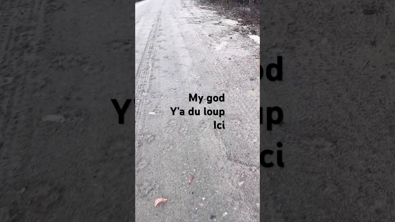 Meute à côté de mon campement