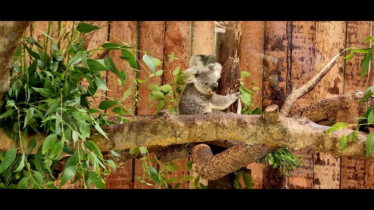 Lizbońskie ZOO