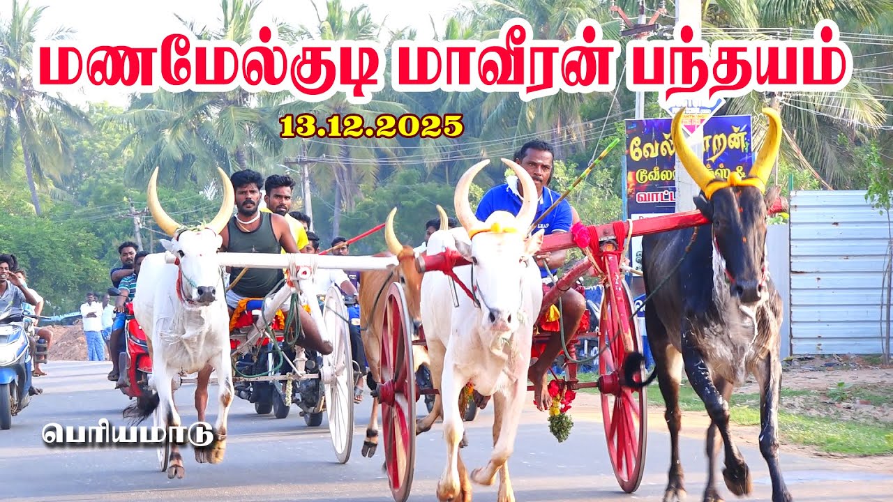 manamelkudi மாவீரன் நெப்போலியன் பந்தயம் 13.12.2025 பெரியமாடு