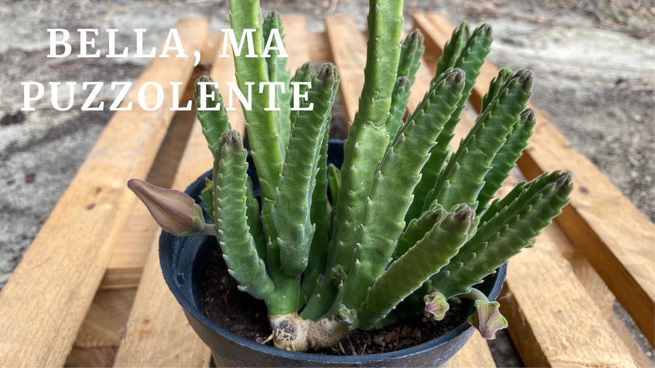 La stapelia, una pianta bella MA PUZZOLENTE: come coltivarla!