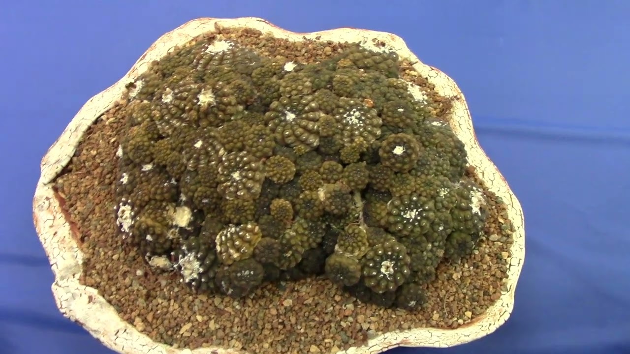 San Diego Cactus & Succulent Society Winter Show 2022 Pt. 1/4