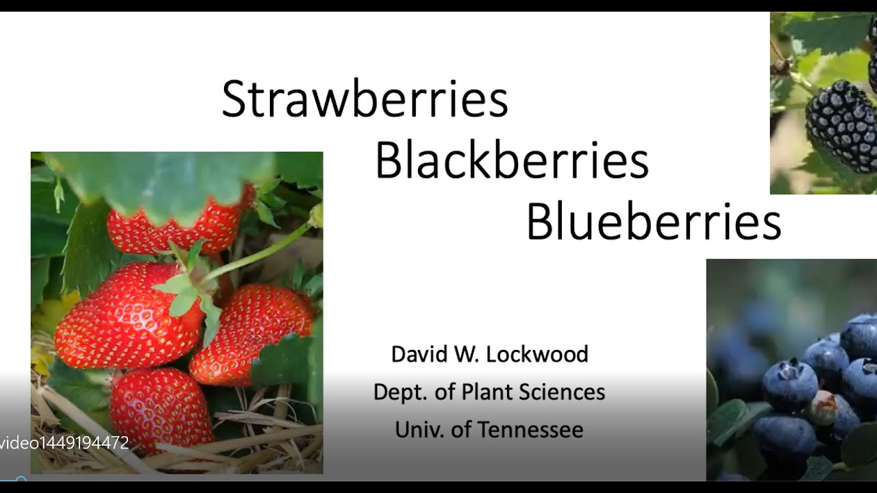 Berry Production in Tennessee - Strawberries, Blackberries and Blueberries