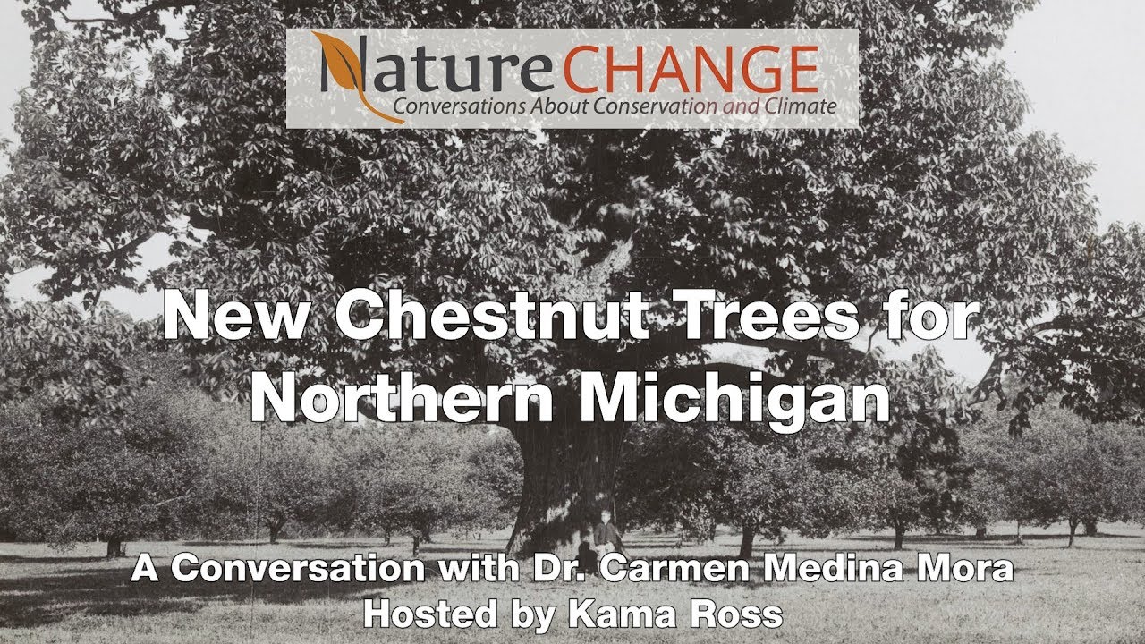 New Chestnut Trees for Northern Michigan