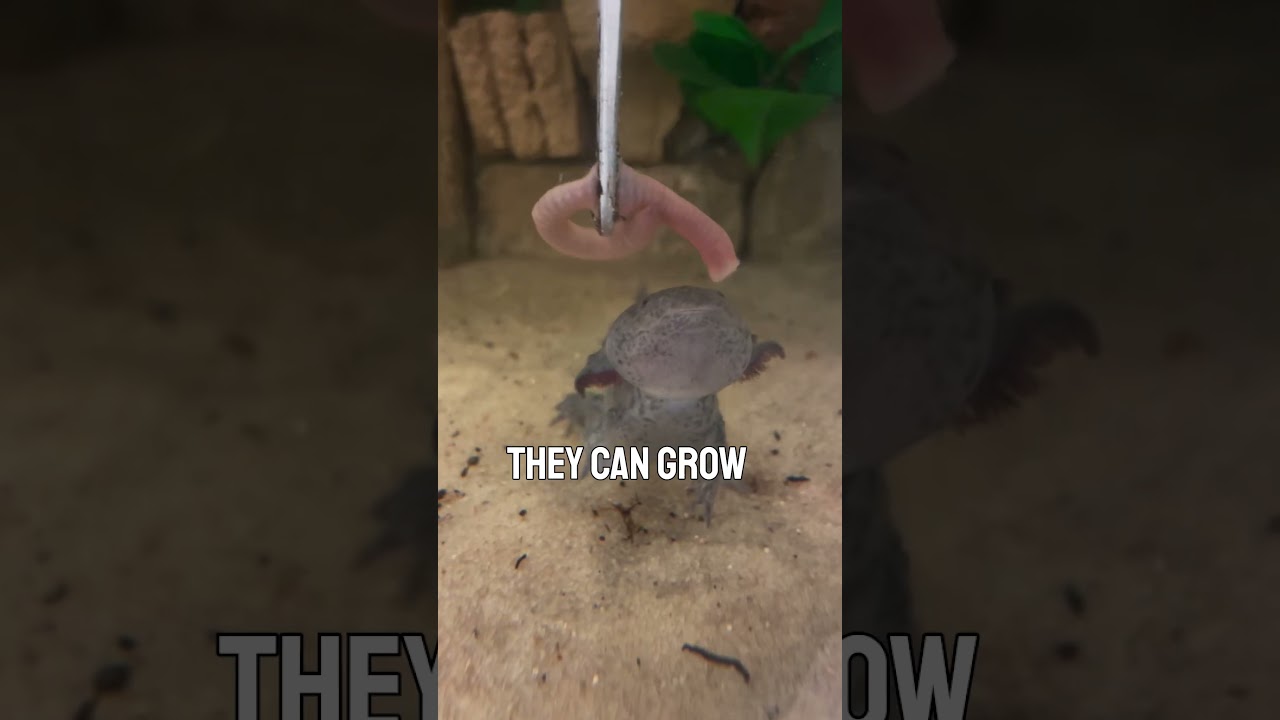 Axolotls Can Regrow Limbs