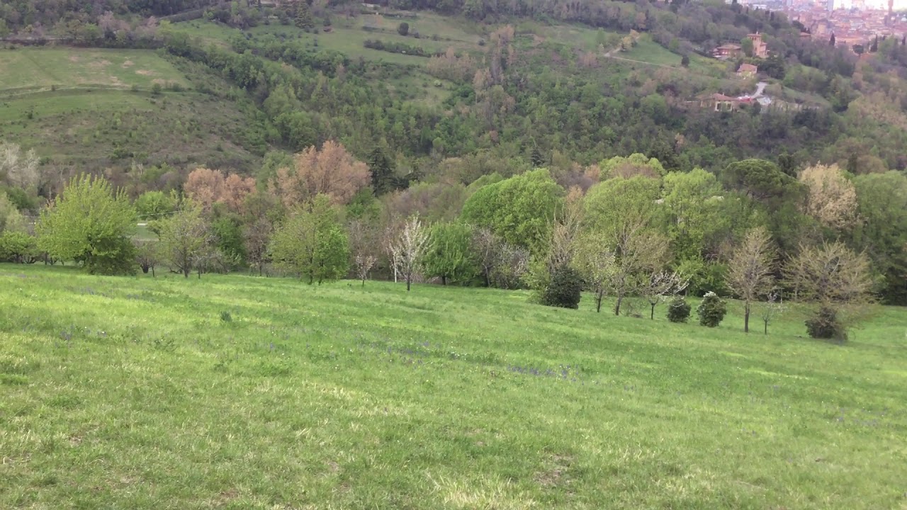 Cani che abbaiano