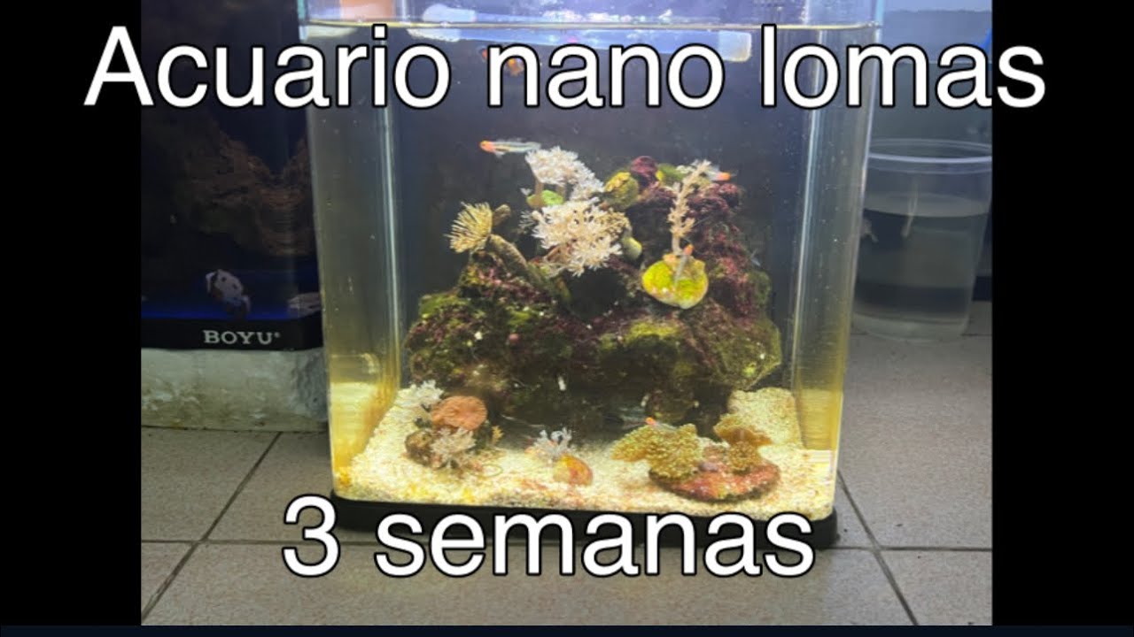 Acuario nano lomas 18 litros / 3 semanas mini reef