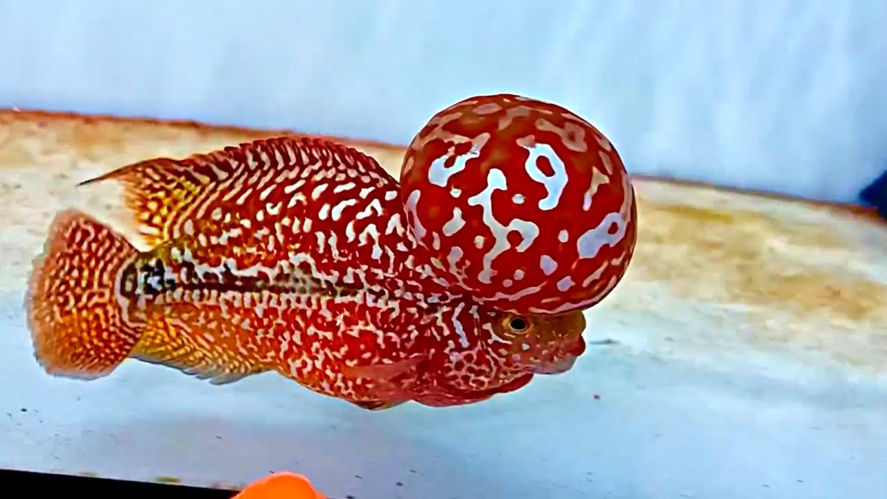 8 Super Rare Kamfa Flowerhorn Cichlids In The World
