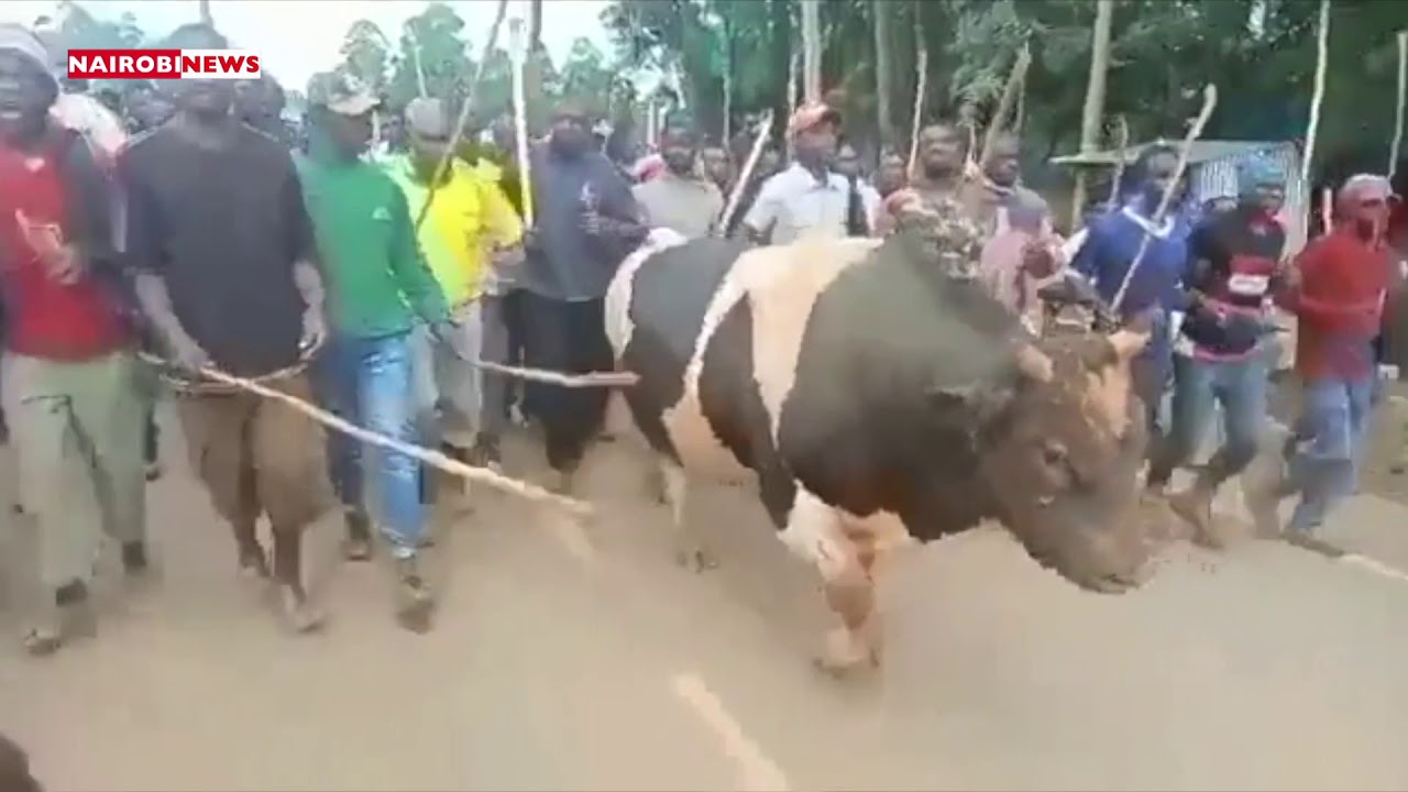 Boni Khalwale closes Mama Adelaide's mourning after bull Malinya's win in her honour