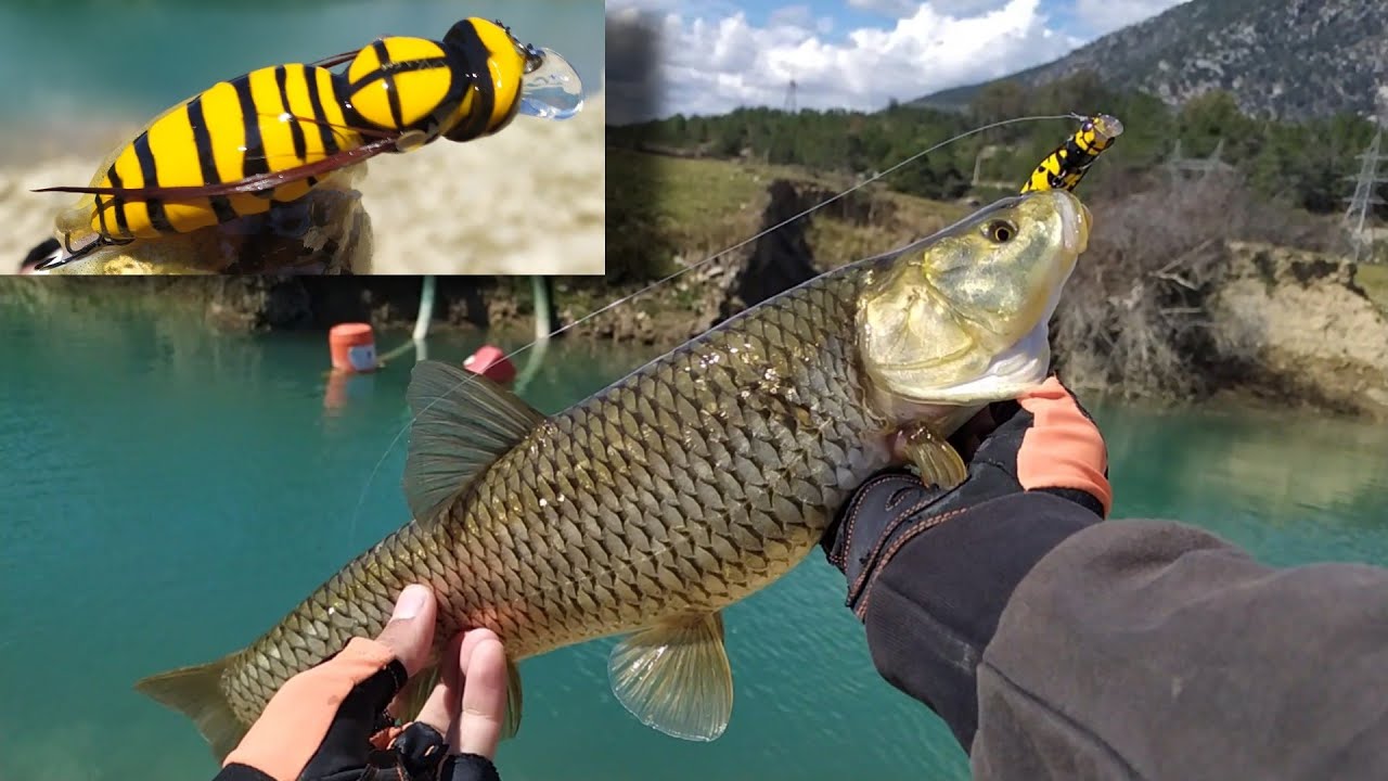 ARI İLE BALIK AVI ! / LRF TAKIM İLE KASNA/AKBALIK AVI / FISHING WITH BEE ! /CHUB FISHING WITH BEE