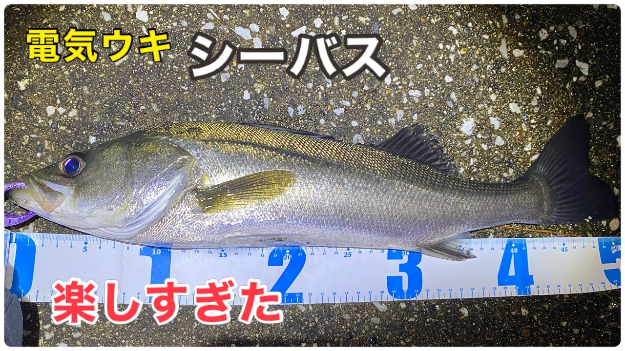 シーバスを電気ウキで狙ったら楽しすぎた。