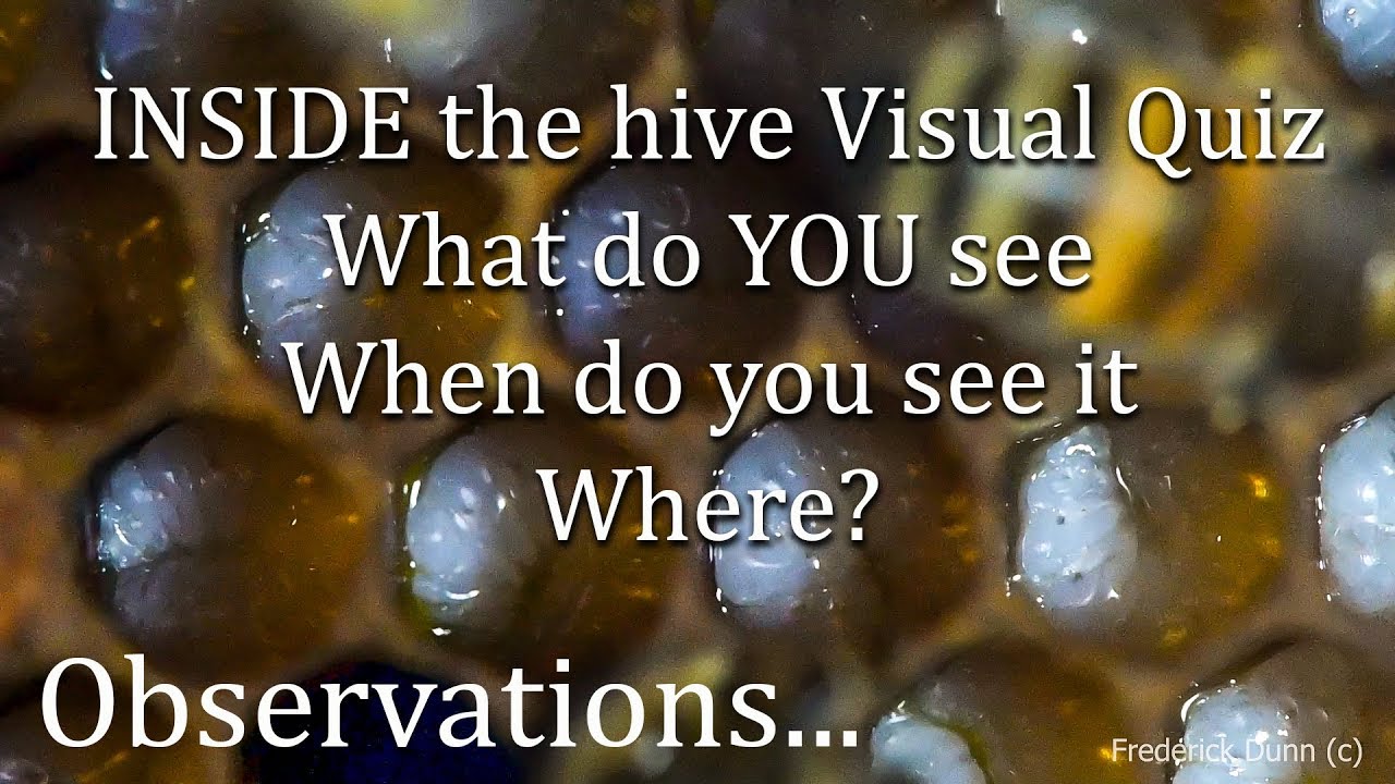 Honey Bee Keeping Beginner Observation Hive TEST what do YOU see 32 minutes of bee sounds