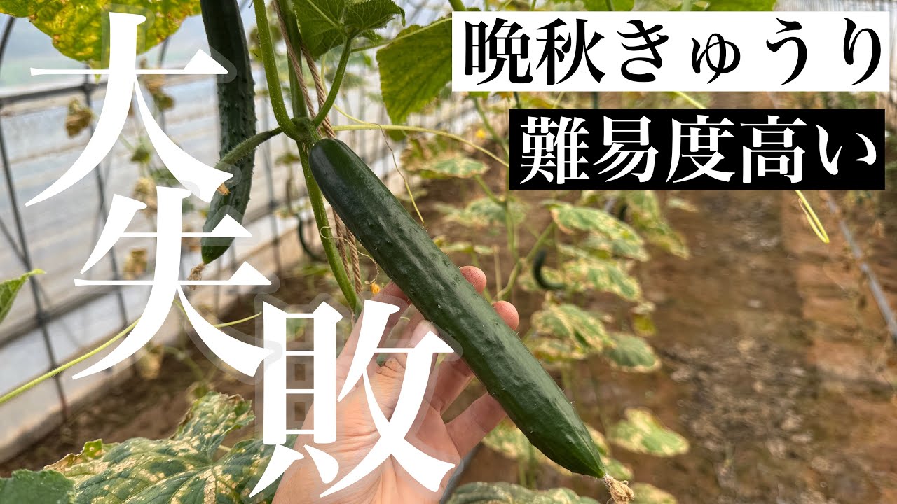 今年はうまく行かなかった。秋冬きゅうり。