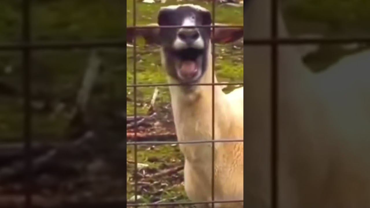 Screaming goat