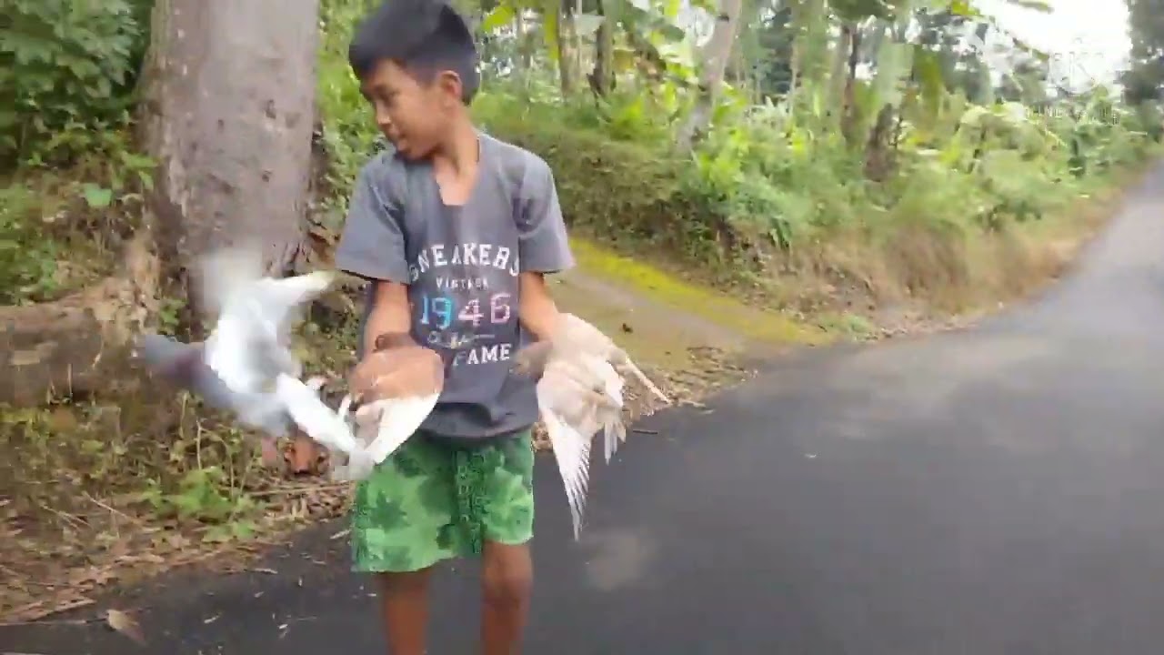 sawangan merpati kepala Mario lubang 2 harga 6.500