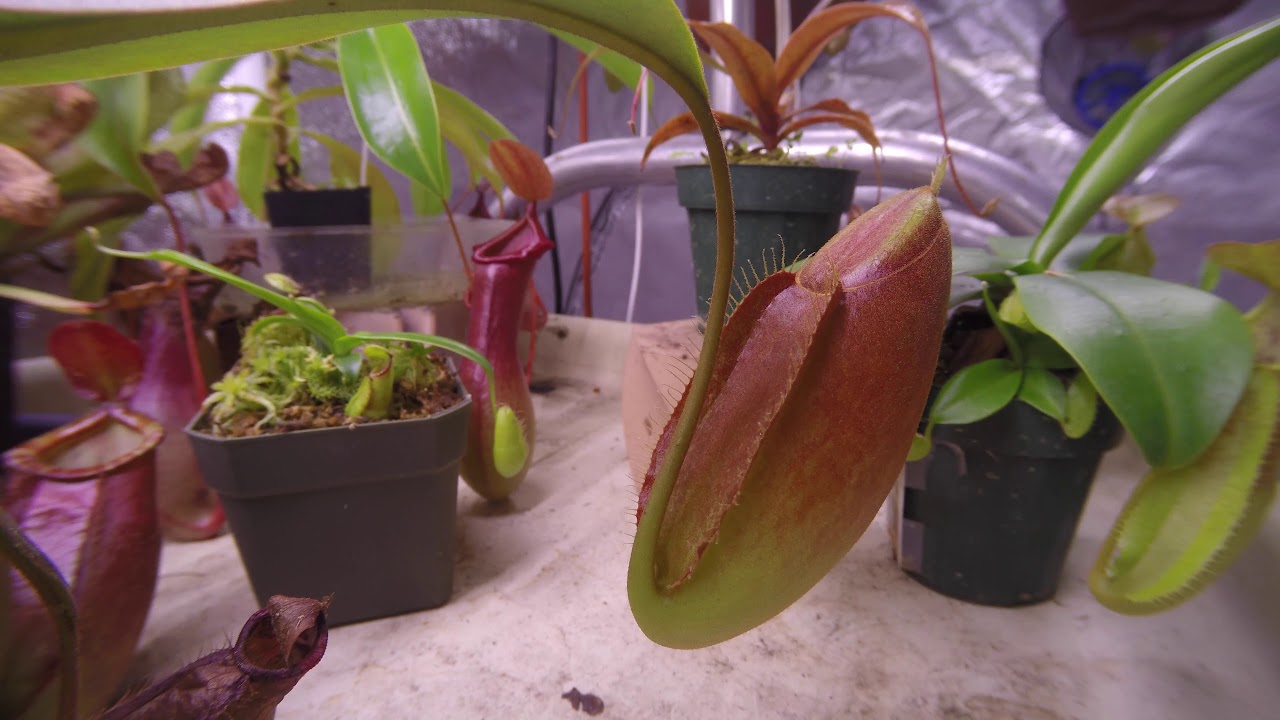nepenthes ampullaria x spectabilis x talangensis 22 day time lapse