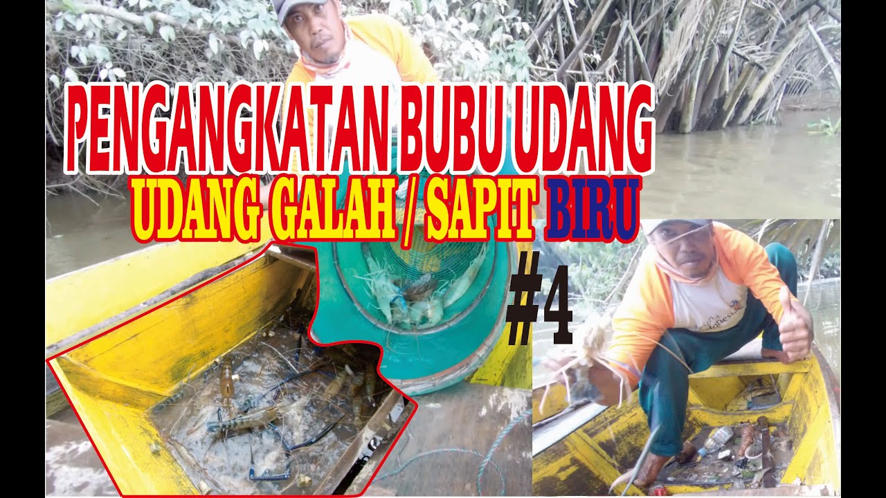 Pengangkatan Bubu Udang Galah / Sapit Biru # 4