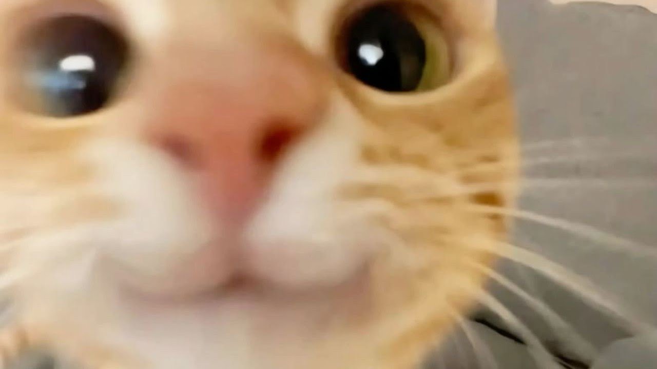 Funny cats 2026 Смішні коти 2026🤣🤣🤣