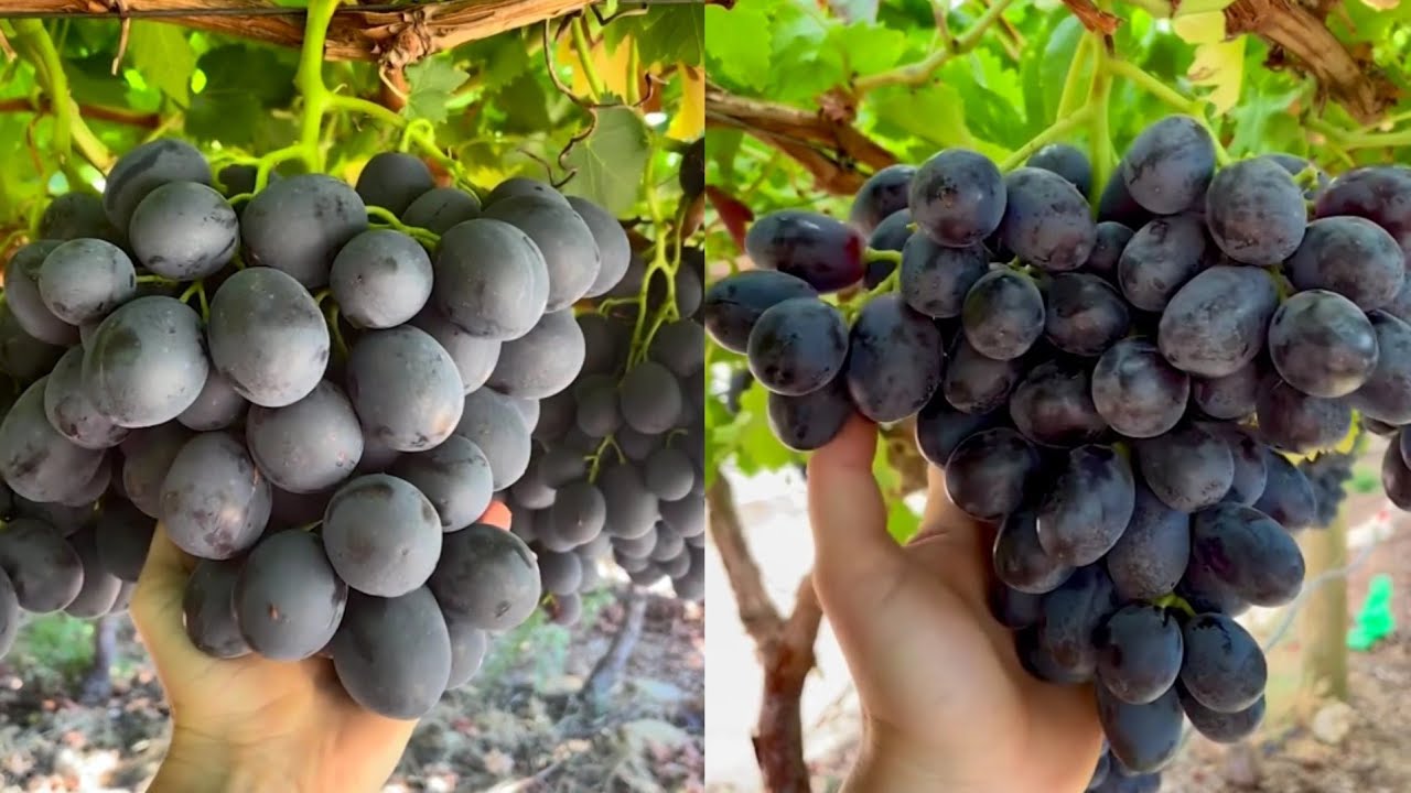 Sun world grapes | Table grapes