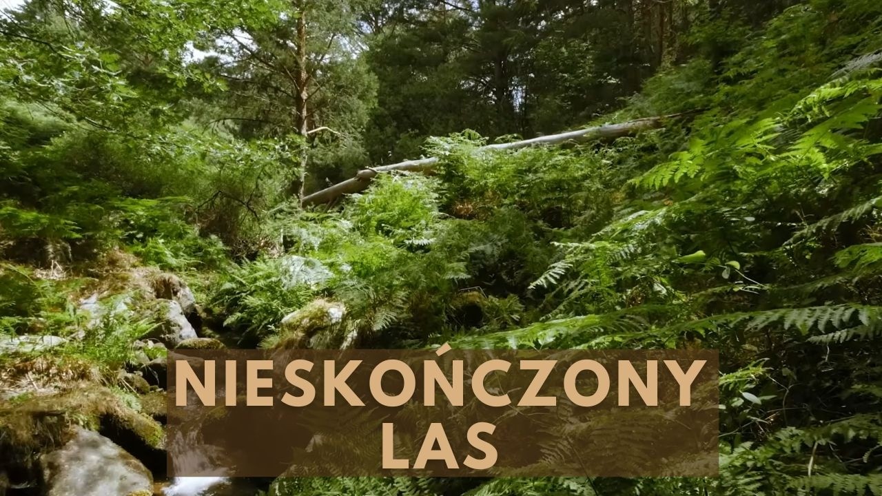Tajga: Niekończący się Las - Film Przyrodniczy Lektor PL [HD]