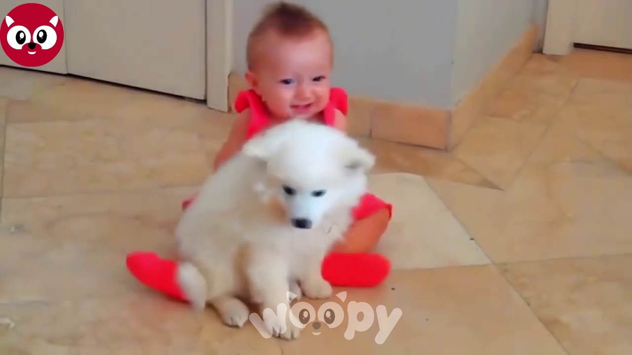 #adopci&oacute;n #mascotas Consejos Antes de adoptar una mascota