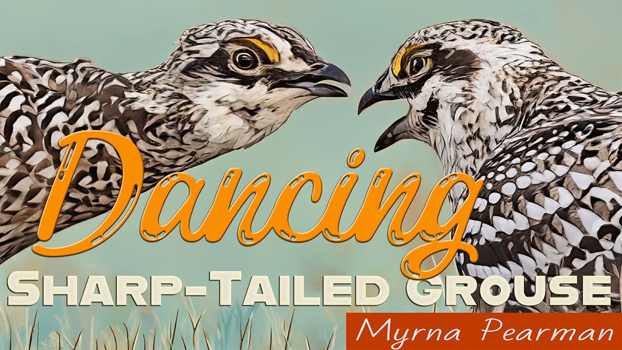 Watching the Sharp-tailed Grouse Dance!