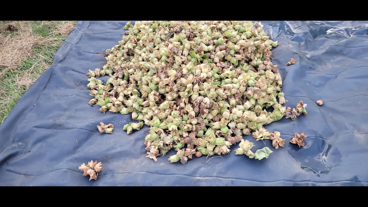 Фундук/Украина Сорт Корончатый. Урожай-2025