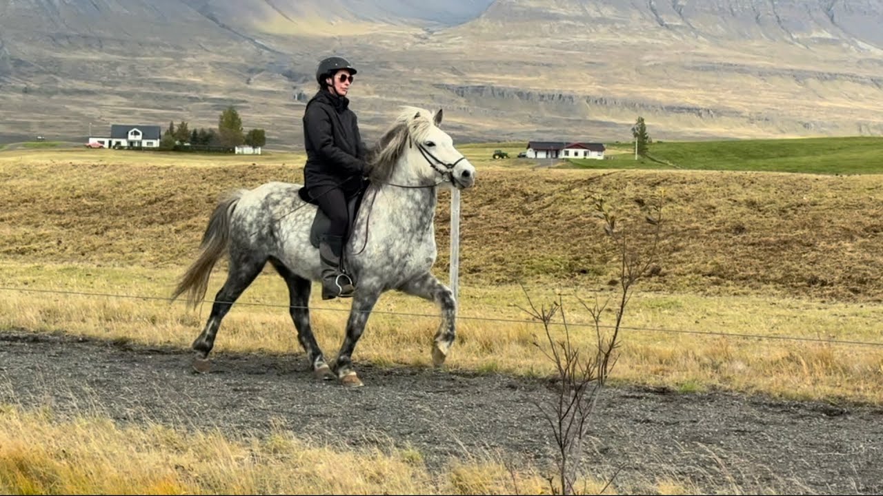 FOR SALE - ✨🐴 Dalur &ndash; der entspannte Schimmel 💙