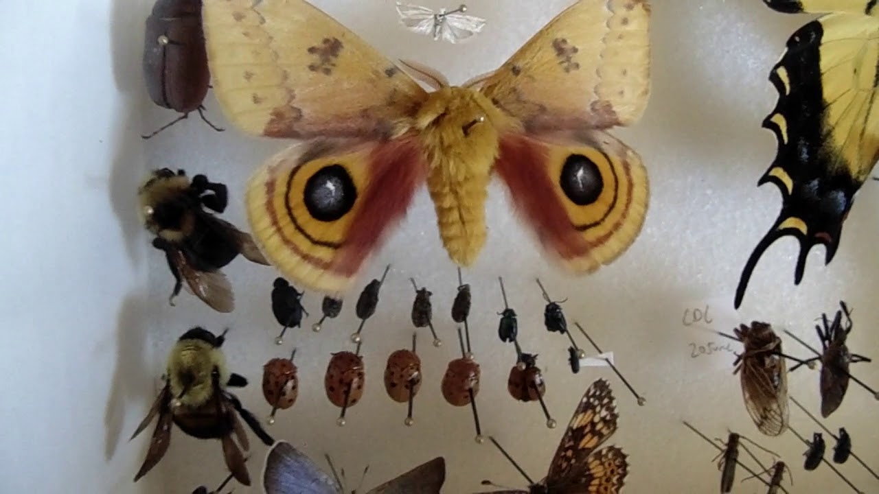 Insect Collection Part 1