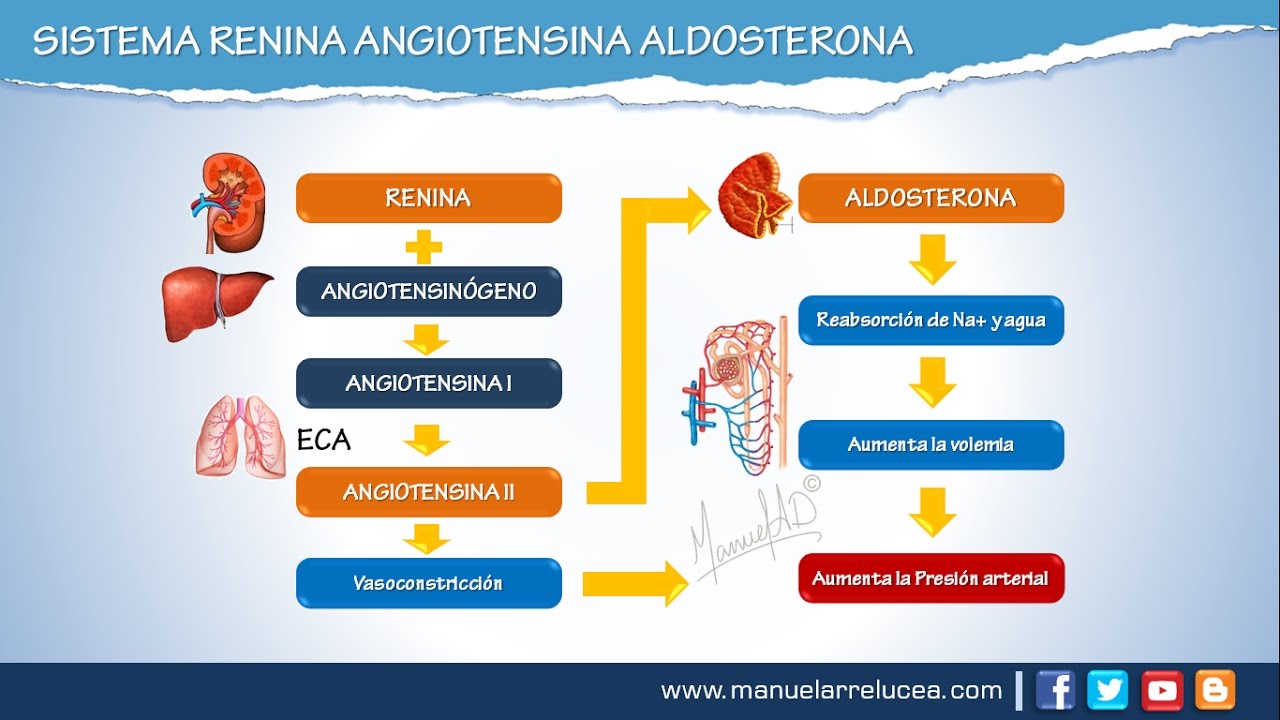 SISTEMA RENINA ANGIOTENSINA ALDOSTERONA || Morfofisiología