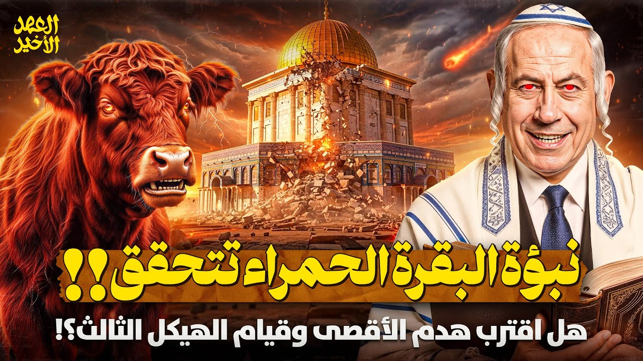 البقرة الحمراء ظهرت-الحدث الذي ينتظرونه منذ قرون!هل اقترب هدم الأقصى وقيام الهيكل الثالث؟!