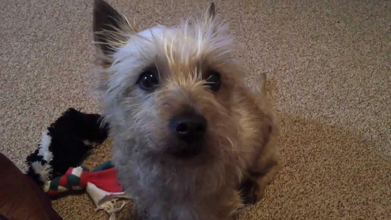Denny Speaks!  Talking Cairn Terrier