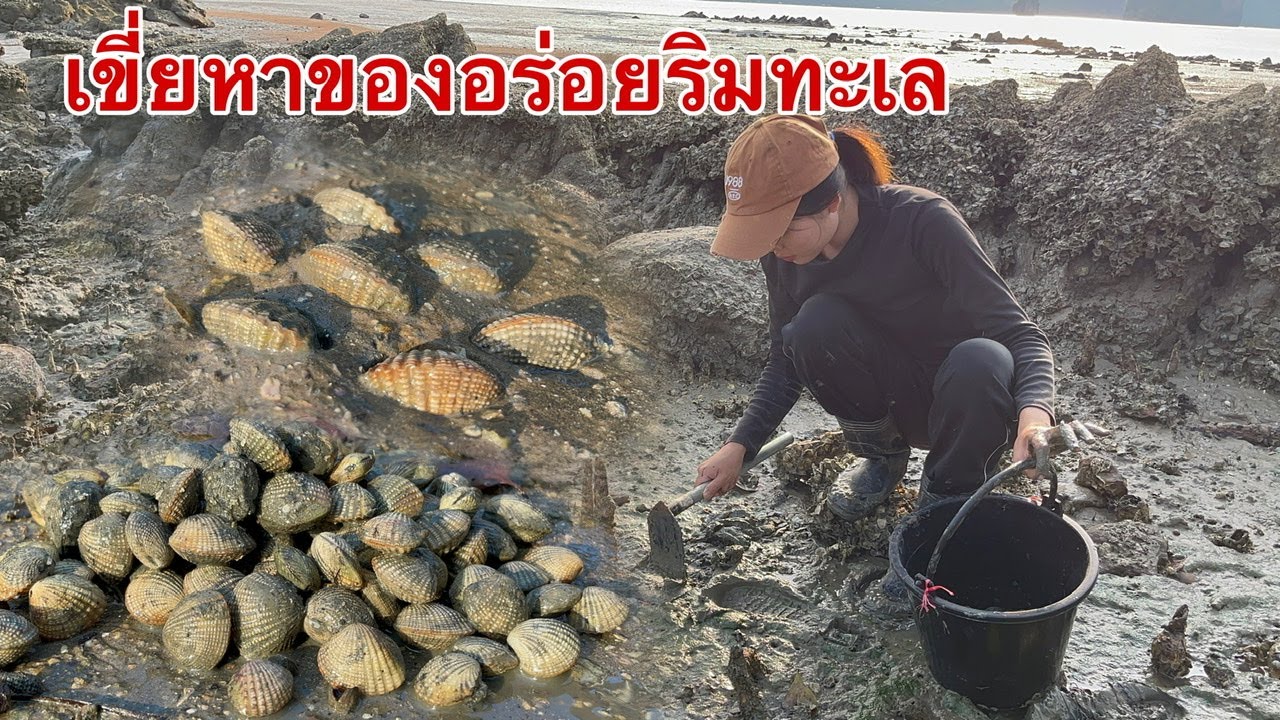 เขี่ยหาของอร่อยริมทะเล หอยแครงหินเยอะสุดๆมาลุ้นนำกันจ้า