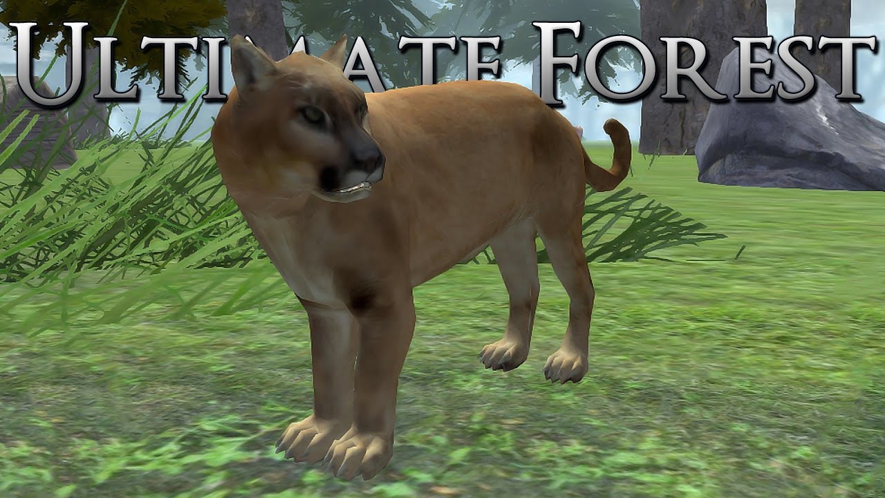 A Cougar in the Wild Forests!! • Ultimate Forest Simulator