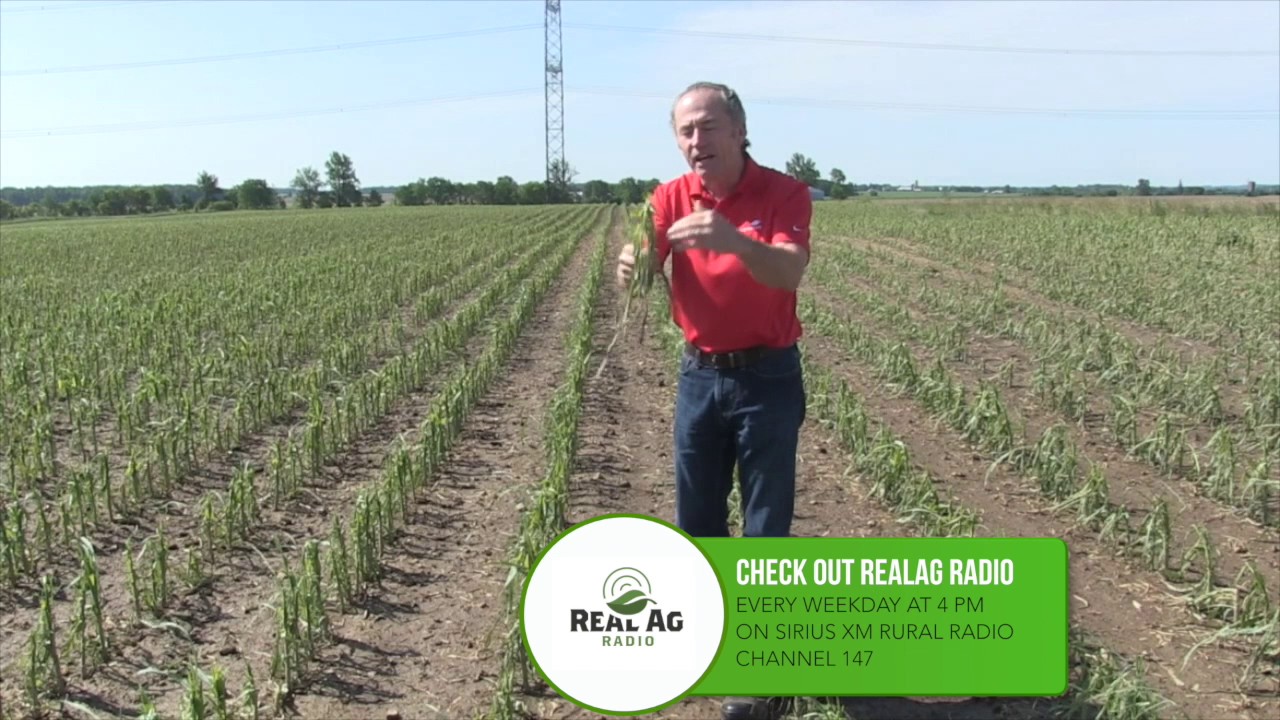 Corn School: Managing Hail Damage