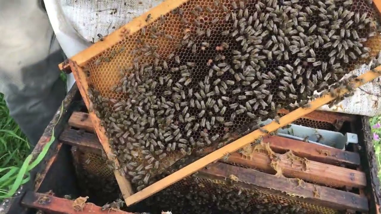 ARILARDA YAVRU ÇÜRÜĞÜ TEDAVİSİ SON UYGULAMA