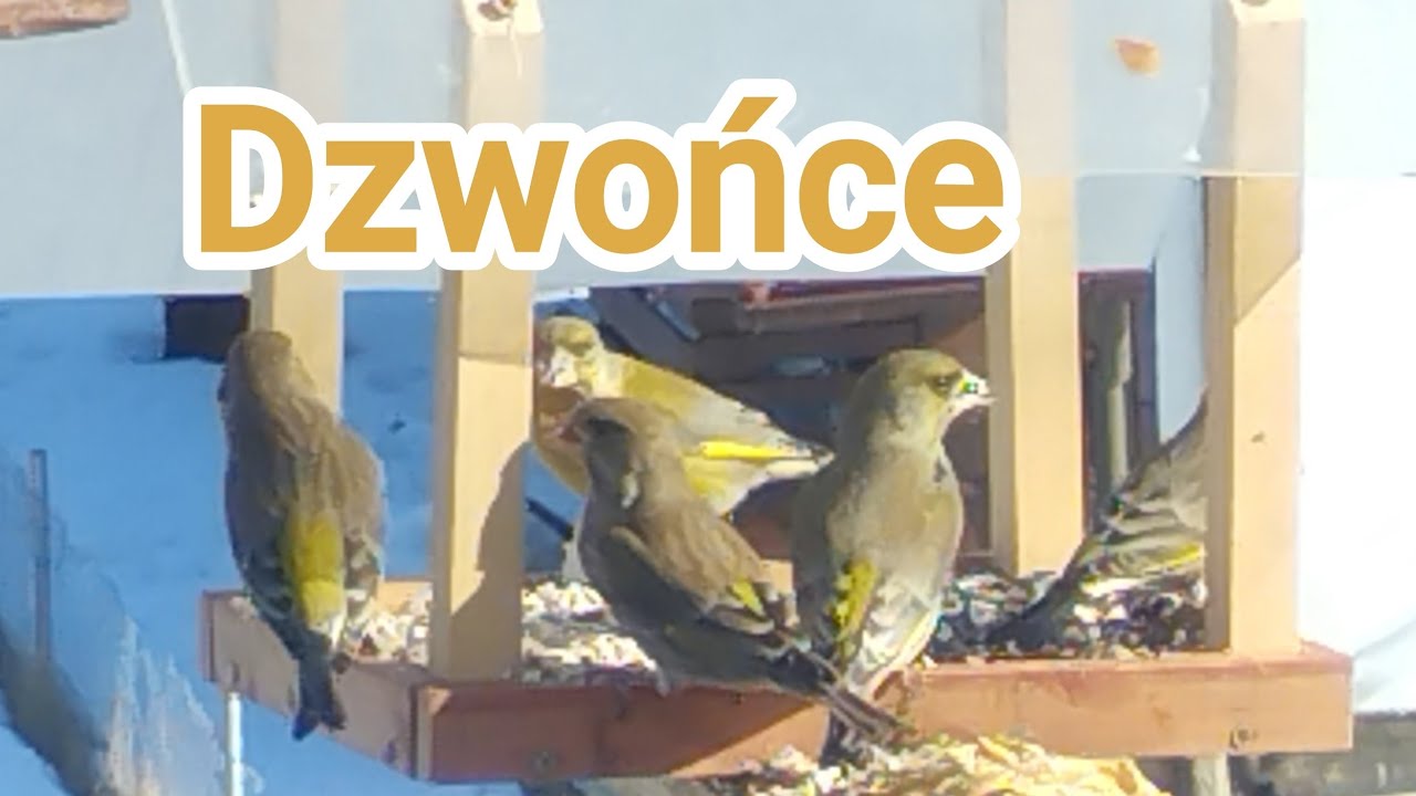 Dzwońce - największe pasibrzuchy w balkonowej stołówce!🐦❄️🥄@edytaradziejewska6396 