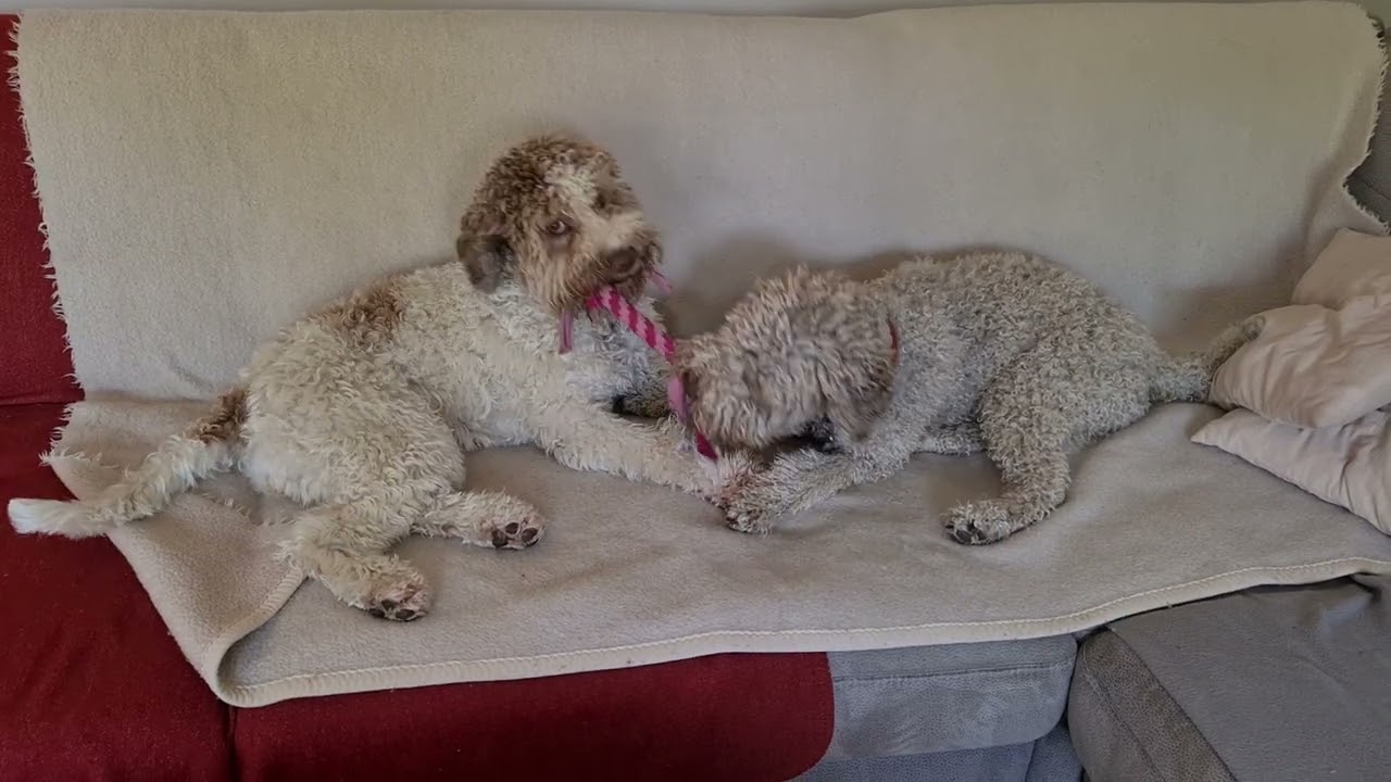 Lagotto Romagnolo