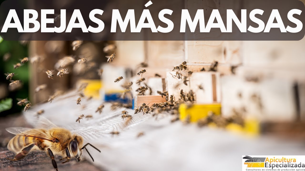 FACTORES QUE INFLUYEN EN EL COMPORTAMIENTO DEFENSIVO DE LAS ABEJAS en la Apicultura
